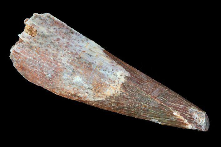 Bargain, Pterosaur (Siroccopteryx) Tooth - Morocco #75546